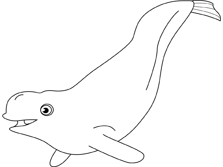 coloriage baleine blanche beluga